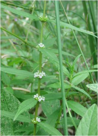 http://www.hitohaku.jp/research\h-research\licopus-maakianus.jpg